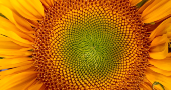 Focus on middle of a sunflower