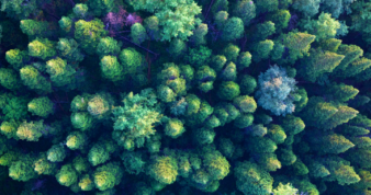 Overhead shot of trees in a forest