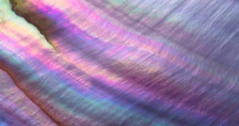 Rainbow colored pearl shell close-up