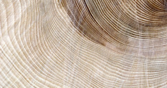 Close up of tree growth rings