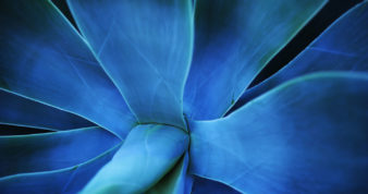 Close up of a blue aloe vera flower