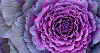 Purple kale