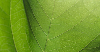 Abstract texture of leaves