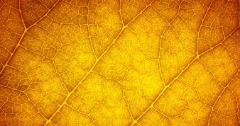 Autumn leaf close up