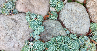 Hens and Chicks plants and Pavers in rock a Garden Path