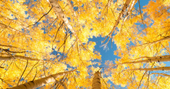 Looking up at the sky through aspen trees with yellow leaves