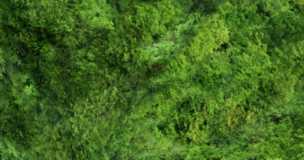 Tops of a forest filled with trees