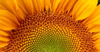 ull Frame Shot Of Sunflower
