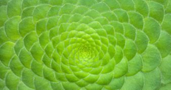 green succulent