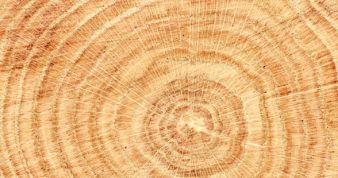 Wood Grain Background