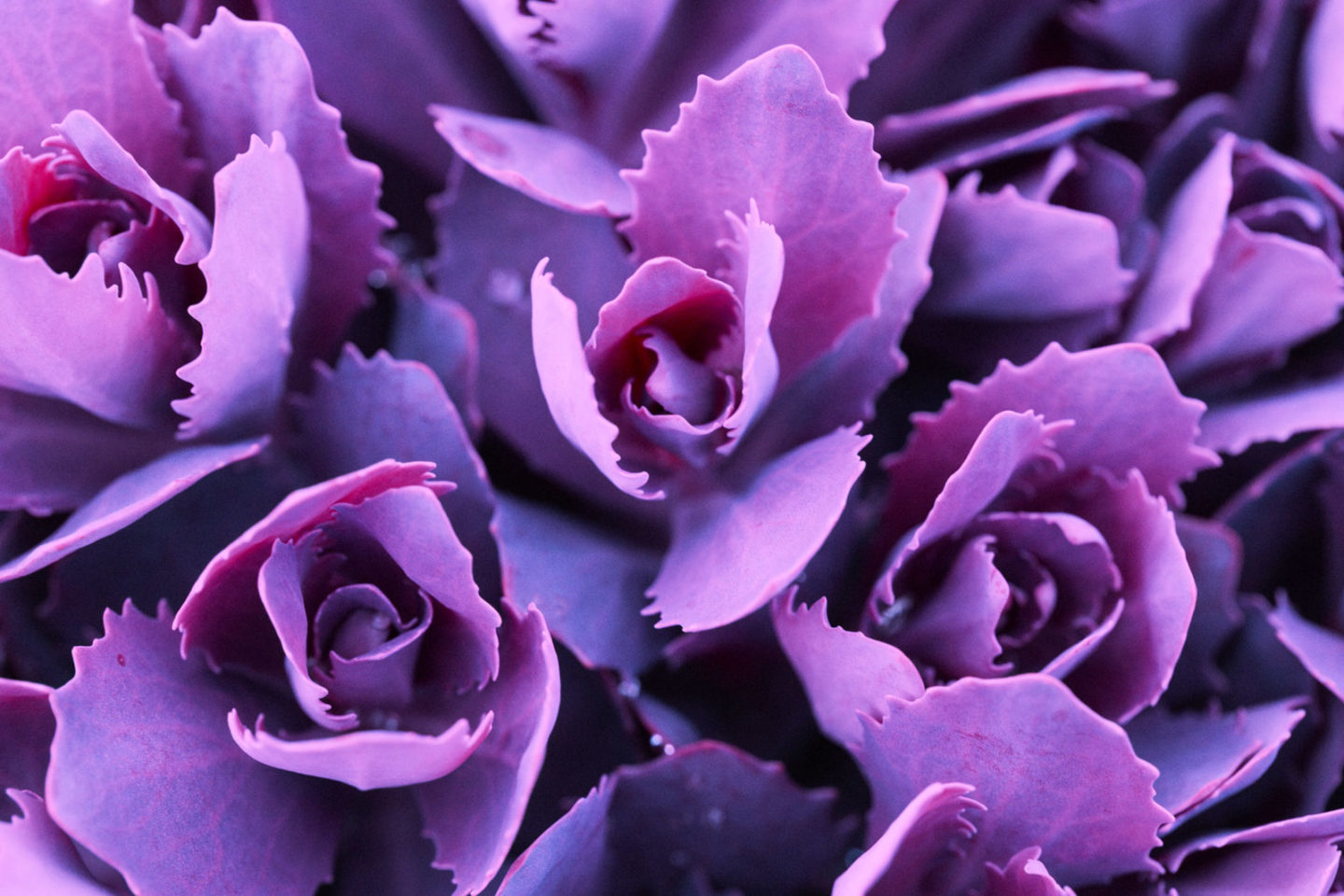 purple flowers