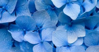 Blue flowers