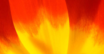 Nature Abstract: Close Look at the Magnificent Colors of a Tulip Petal