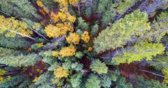 Fall Trees