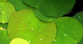 green lillypad