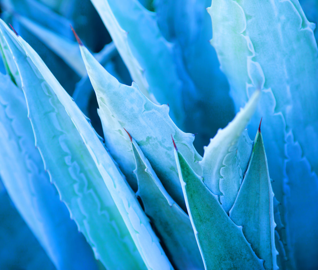 Blue Aloe