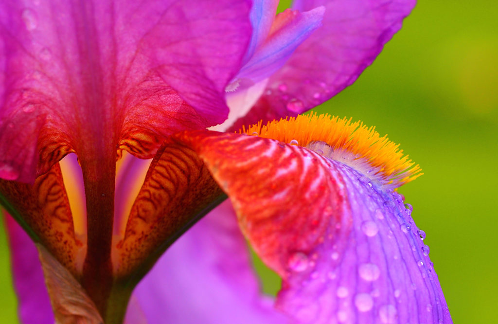 Iris Flower