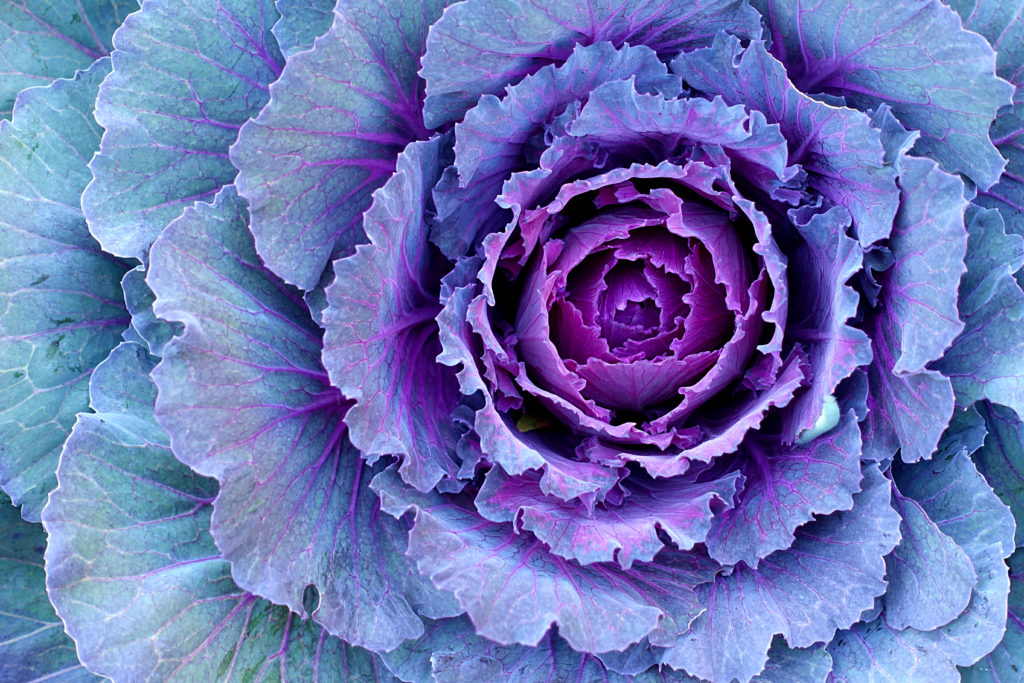 Purple Kale