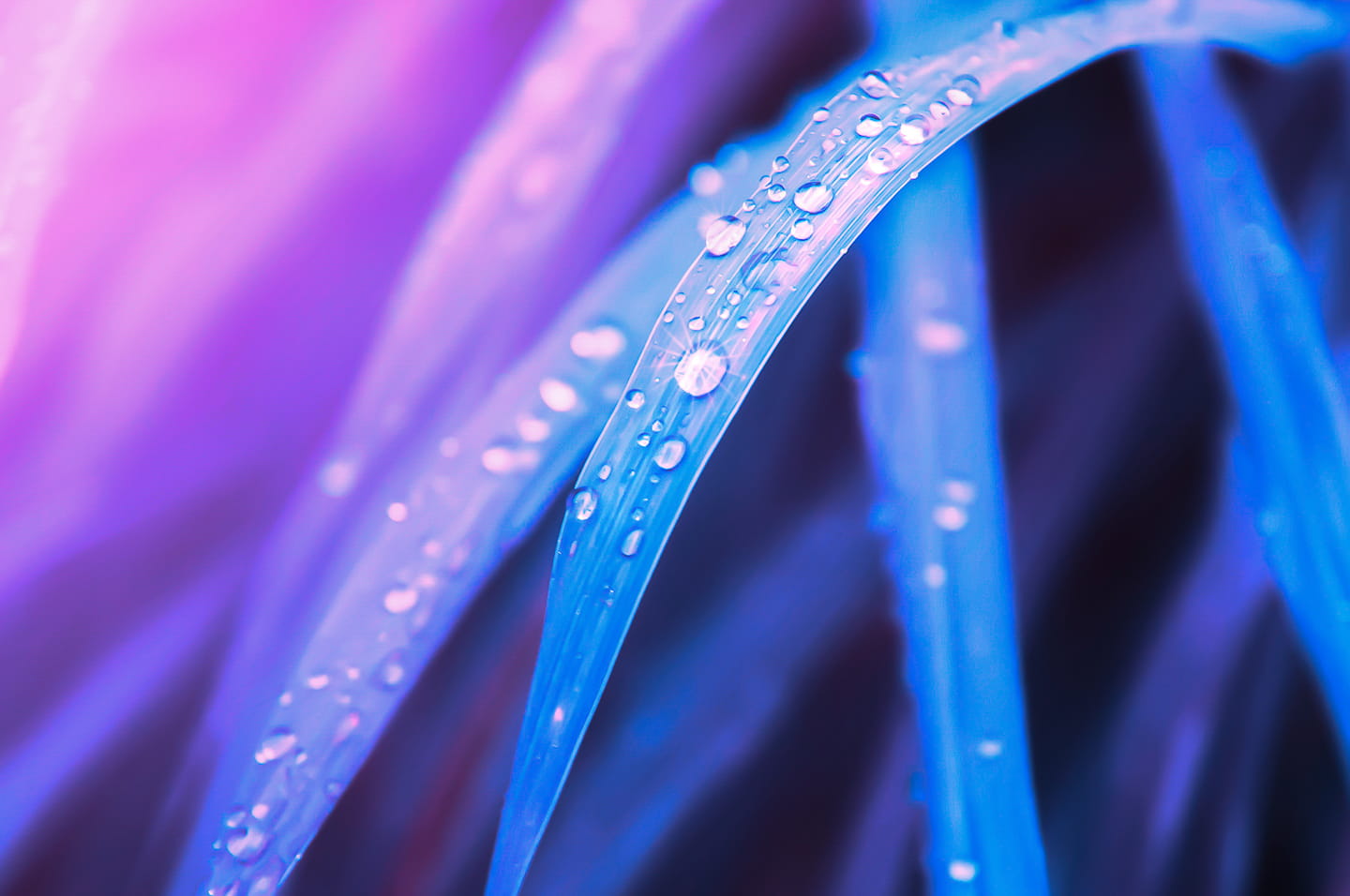 Close-up of grass field with morning dew, abstract pastel ultra violet made of fresh green grass leaves for creative backdrop. Top view. Focus on morning dew.