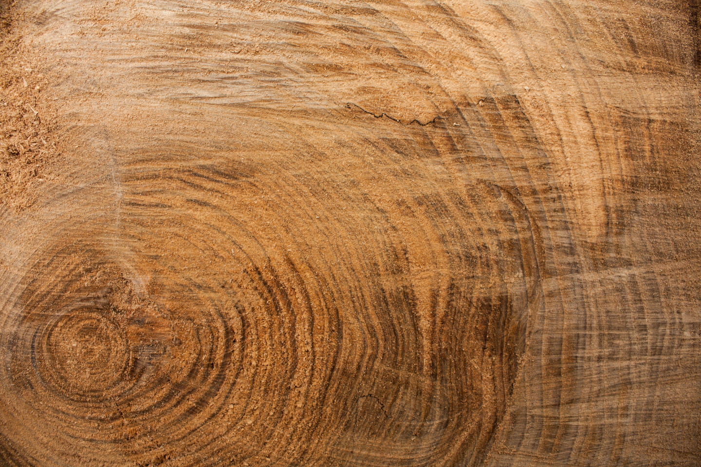 wood bark background