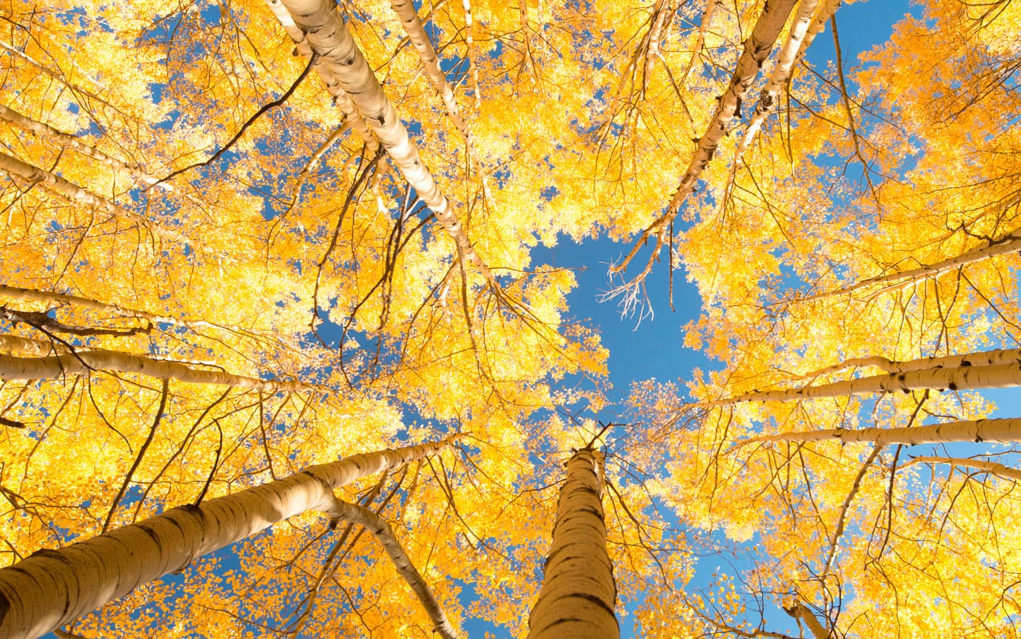 trees from below
