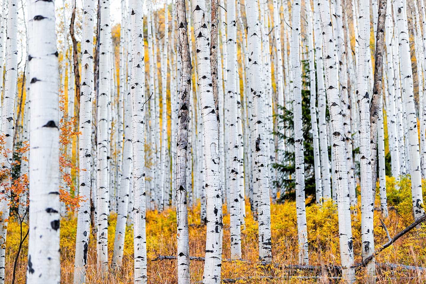 aspen trees