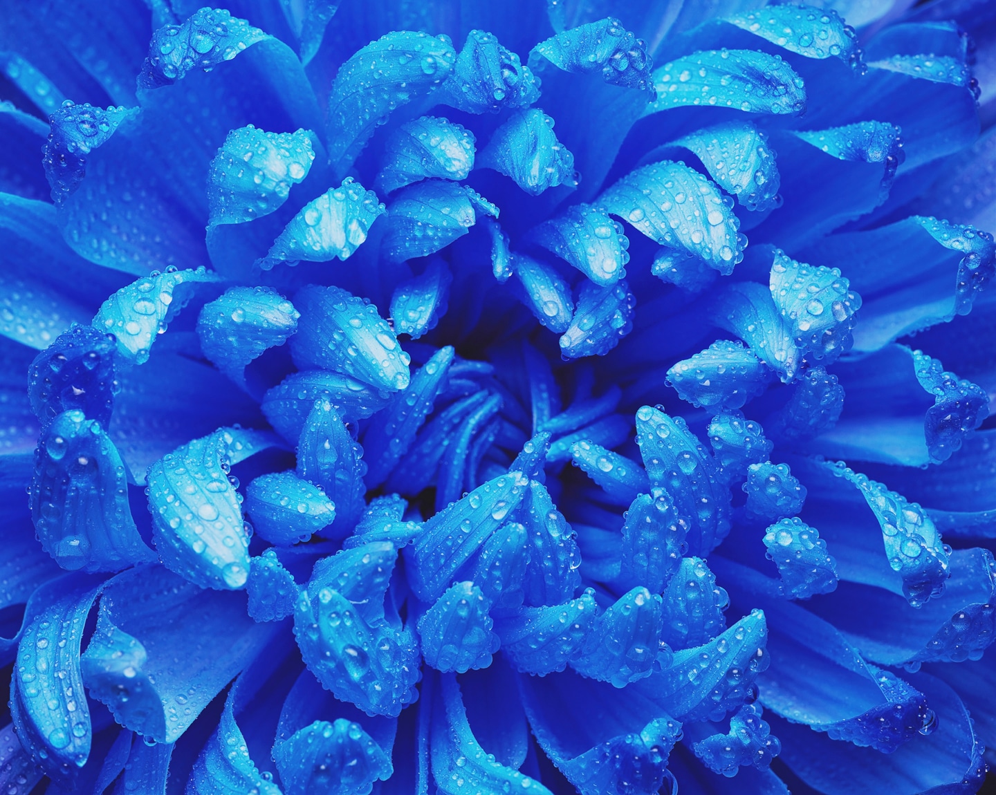 Blue Flowers