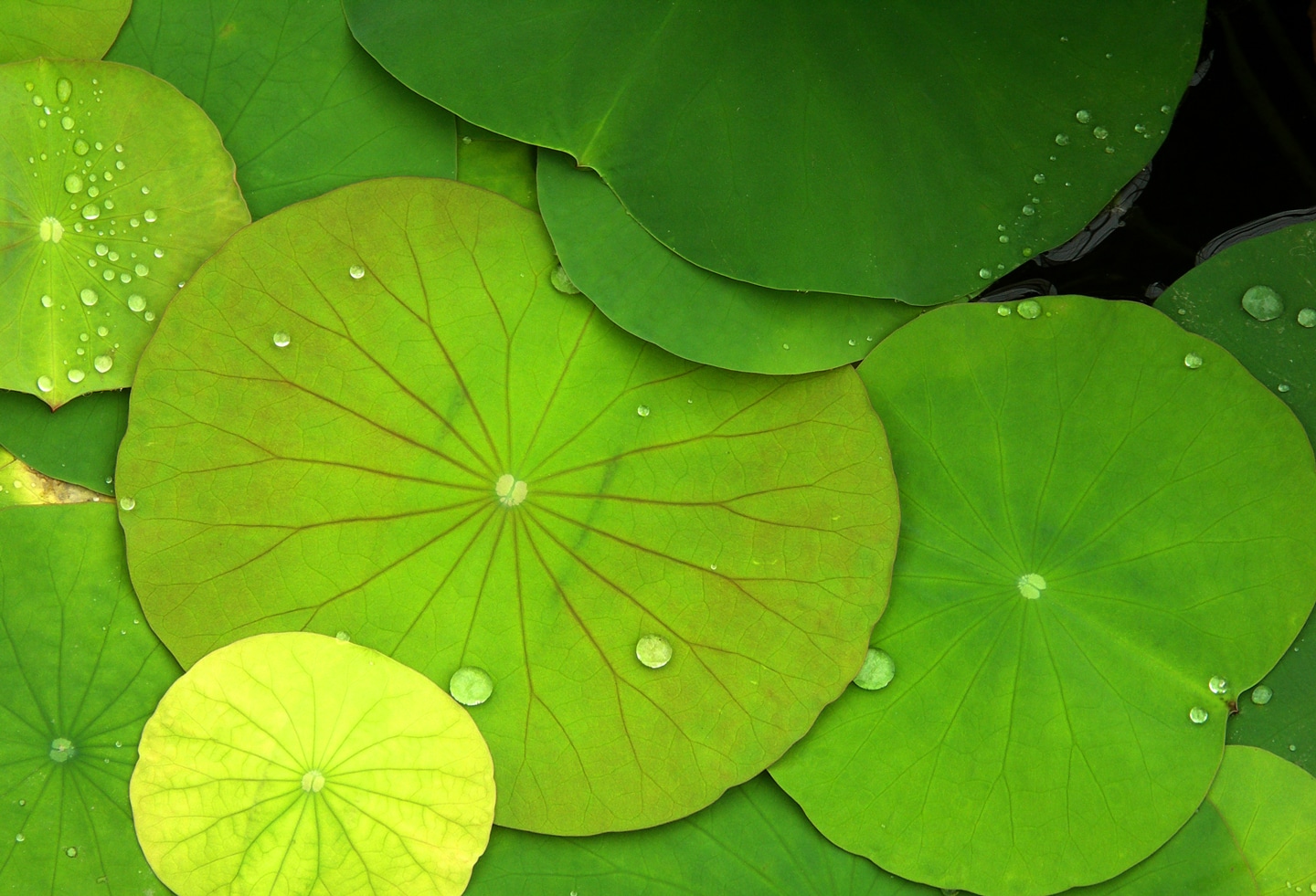 Green Lilypads