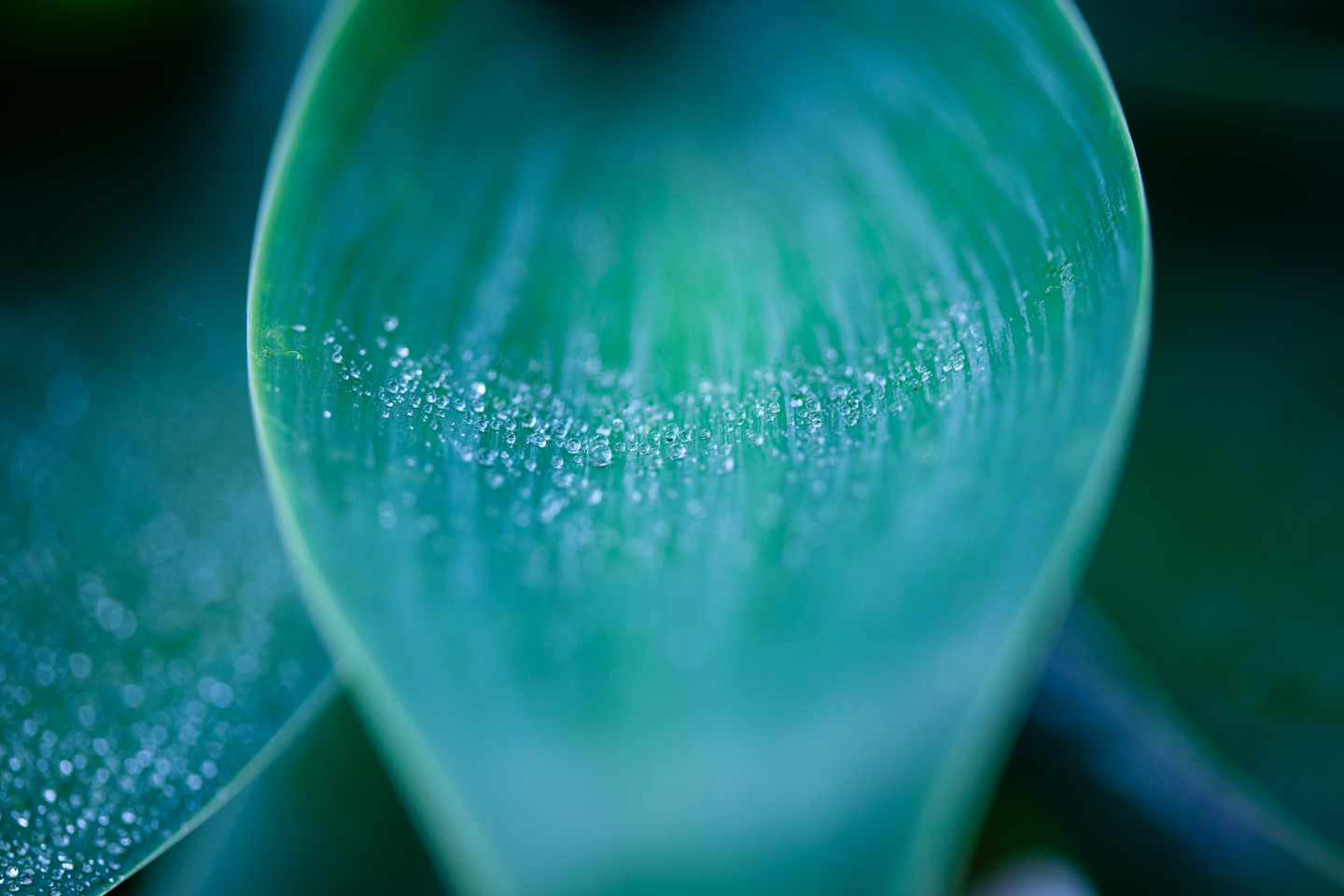 teal succulent leaf