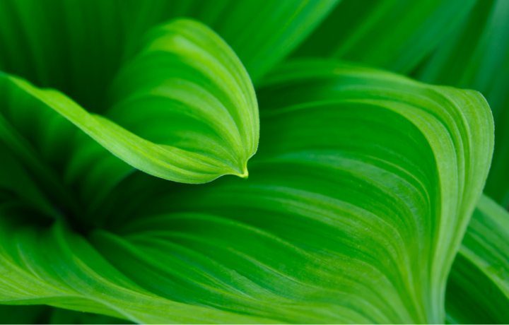 Green Leaf
