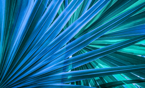 Blue Leaves