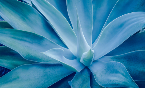 Blue Succulent