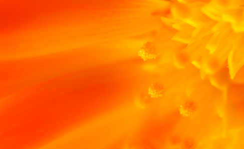 Orange flower