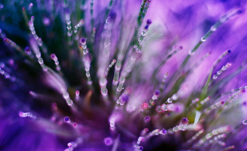 Purple buds
