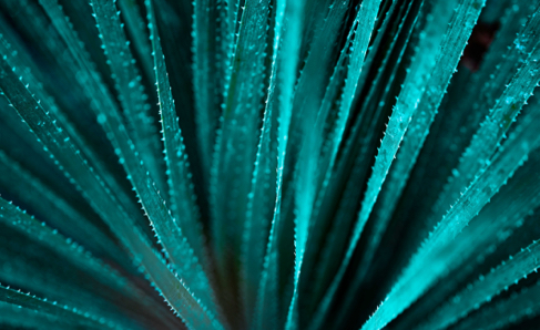 Teal leaves