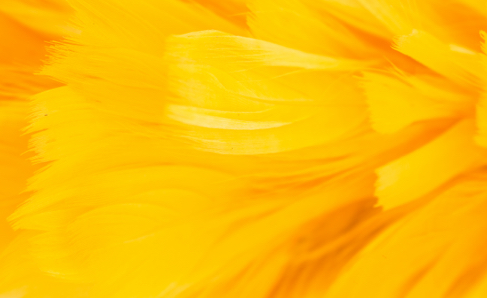 yellow and orange